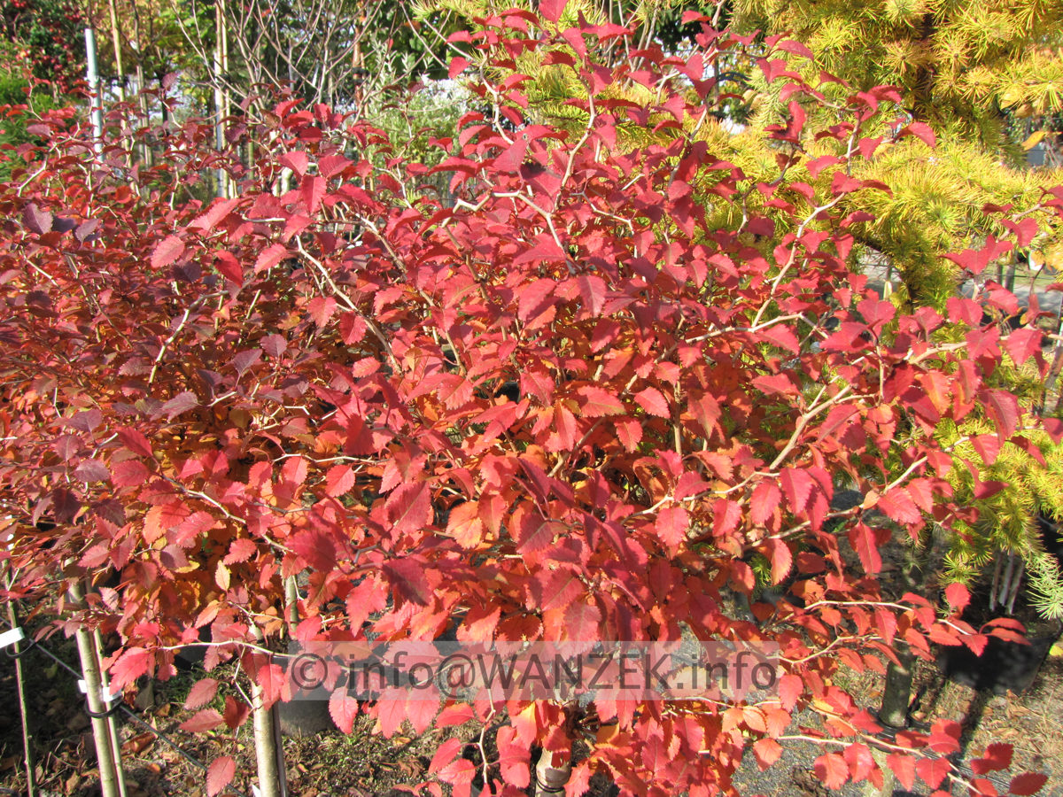 Prunus incisa Kojou-No-Mai 06 Herbstfaerbung.JPG